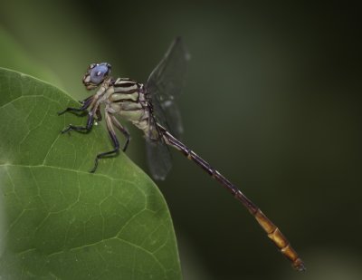 Dragonfly 1.tif