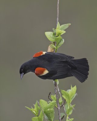 Red-wing Blackbird.tif