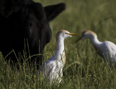 Cattle Egret.tif