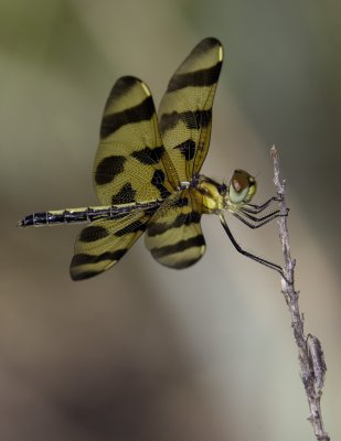 Dragonfly 2.tif