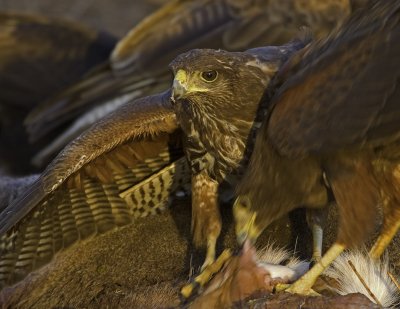 Harris's Hawk.tif