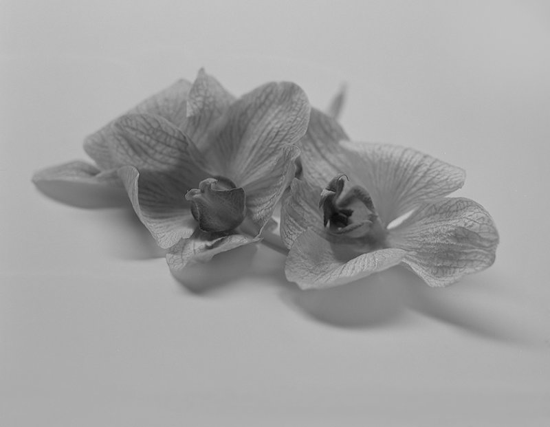 Wilted