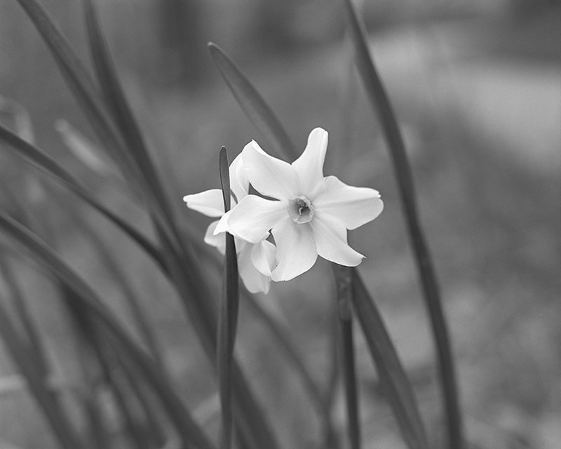 Roadside Jonquil