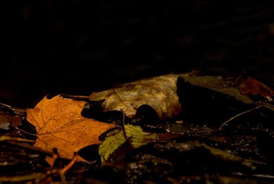 Wet Leaves