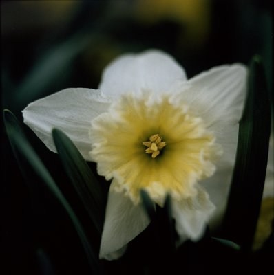 Frilly Daffodil