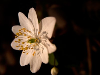 Wildflower in the Woods