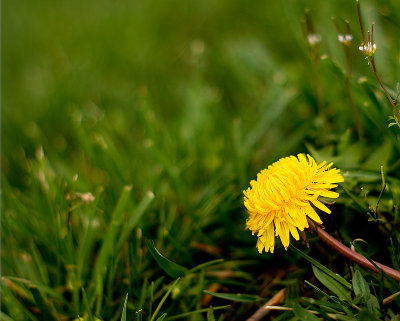 Dandelion