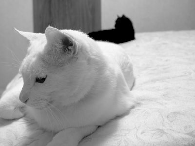 White Cat, Black Cat