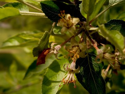 When Apple Blossoms Fall