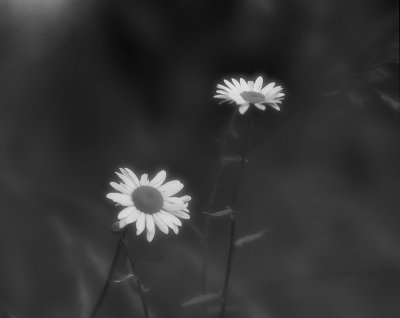 Just Daisies