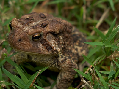 Mr. Toad