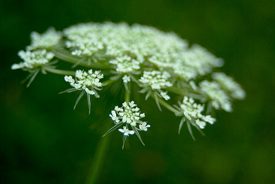 Queen Anne's Lace