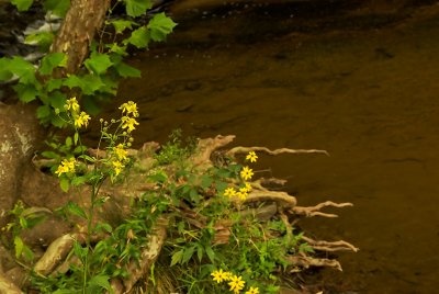 Along the Creek