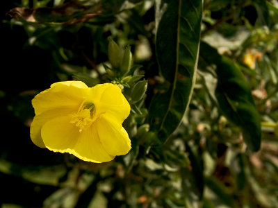 Evening Primrose