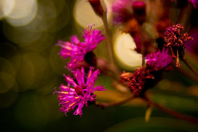 Butterfly Bush