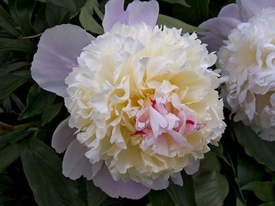 Peony Popped