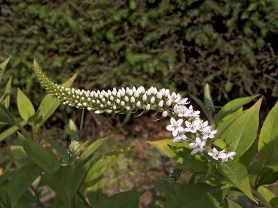 Gooseneck Loosestrife