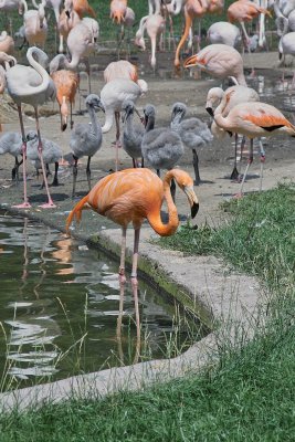 Animals