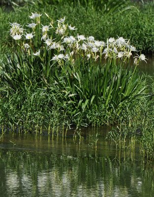 Cahaba Lilies