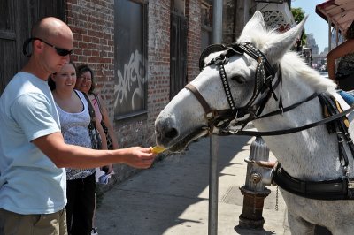 Horse Food