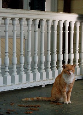 Beaufort House Cat