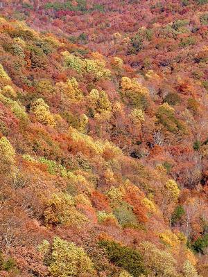 Cloudland Canyon State Park