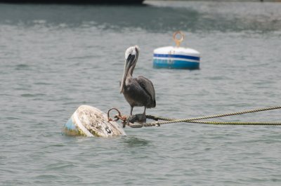 n1408 Our Pelican of The Day