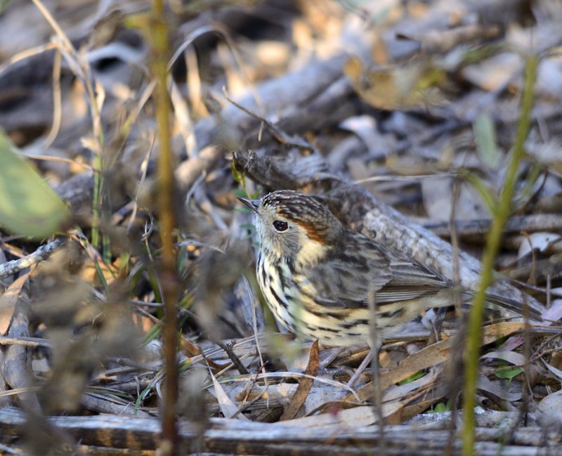 speckled warbler hiding.jpg