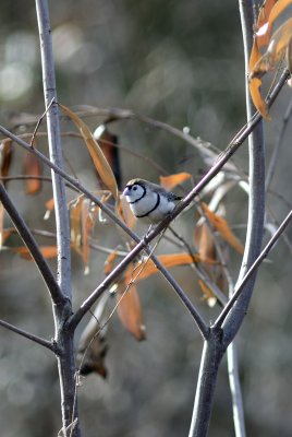 double barred finch