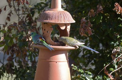 red rump parrots pair.jpg