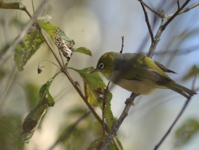 silvereye