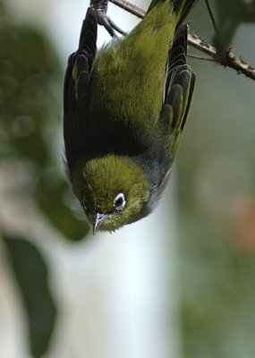 silvereye 2