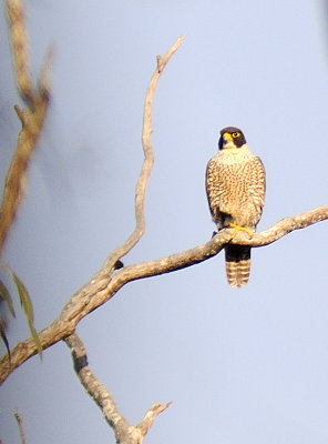 falcon peregrine