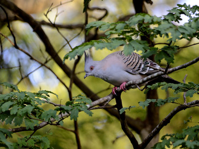web pigeon.jpg