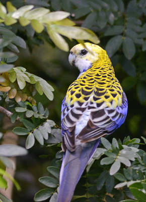 heres my feathers.jpg