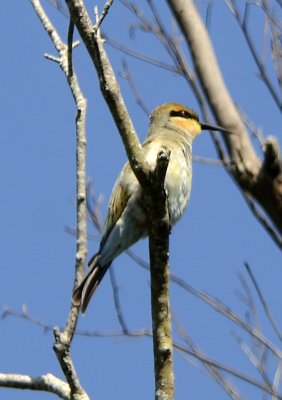 bee eater young