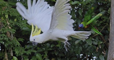 lorikeet chasing the cockatoo