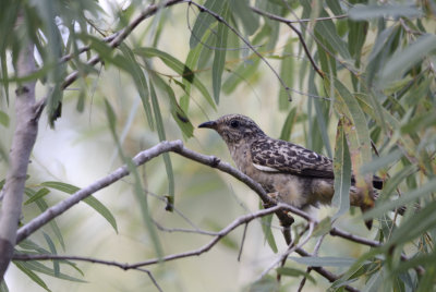 juvenile brush cuckoo.jpg