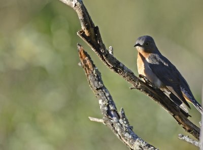 male fantail cuckoo