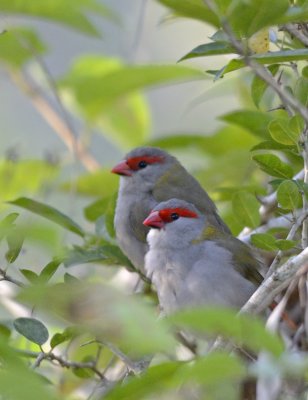 2 red browed finches