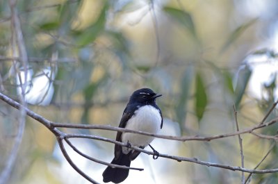 willie wagtail