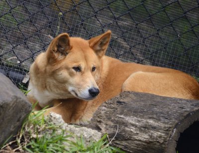 dingo