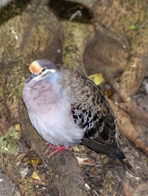 common bronze wing pigeon