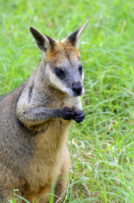 a wallaby copy.jpg