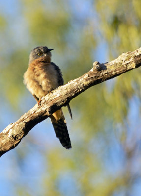 fantail cuckoo posing.jpg