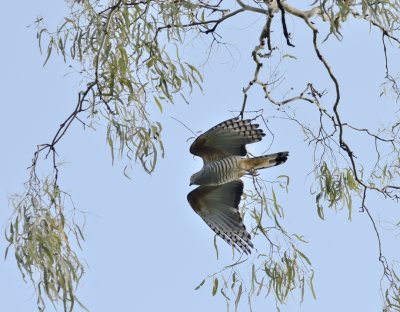 bazas pacific hawk taking flight
