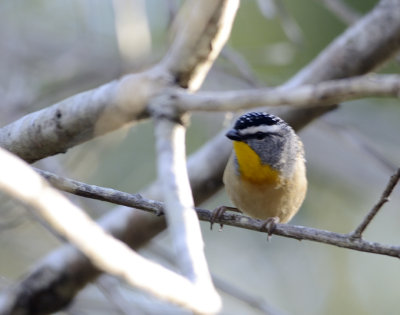 getting closer to a good spotted pardalote pic.jpg