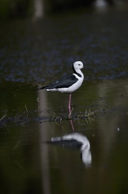 pied stilt shame about the reflection