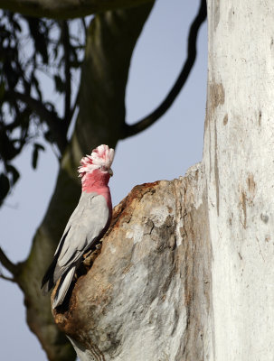 almost_nesting_galahs