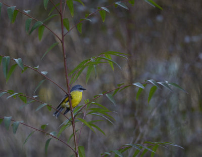 beautiful yellow robin